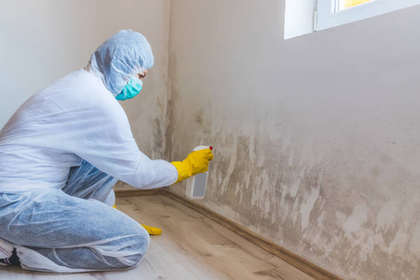 Licensed Mold Testing service in District Heights, MD - WQB Mold Removal
